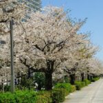 都内は桜の花が見ごろです＠日本事務所